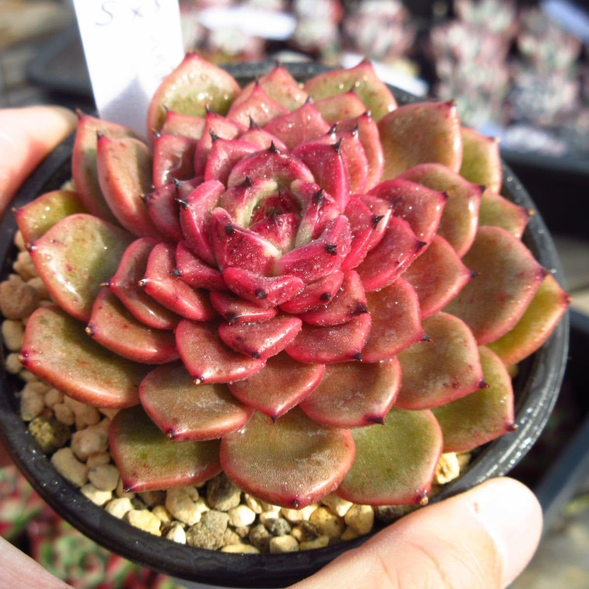 Amazon.co.jp: !!多肉植物 シンディ 特大 厳選苗 韓国苗 美苗 農園 Amazon.co.jp: !!多肉植物 シンディ 特大 厳選苗 韓国苗 美苗 農園